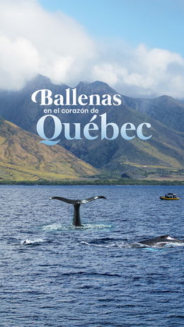 Ballenas en el Corazón de Quebec