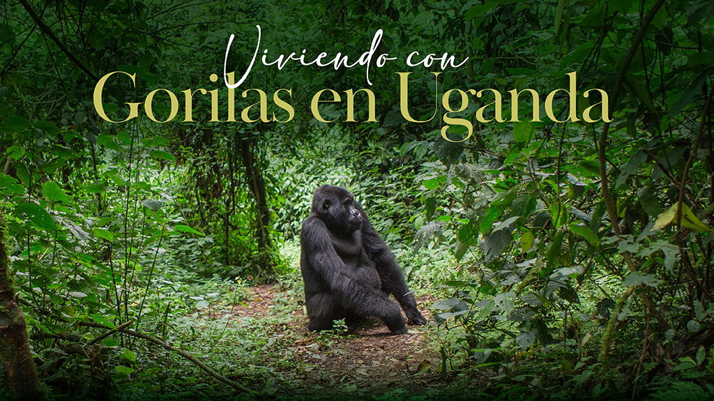 Mega Travel Viviendo con Gorilas en Uganda