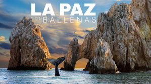MT-40421 La Paz con Ballenas