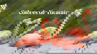 Megatravel