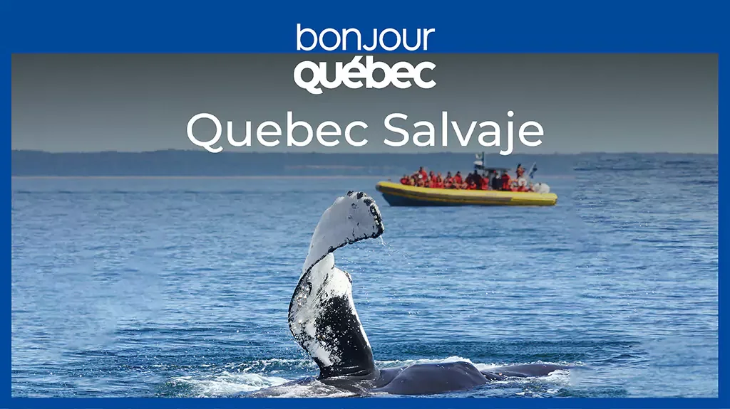 Mega Travel Quebec Salvaje
