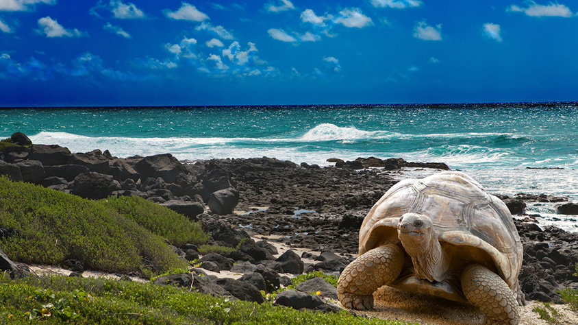 Ecuador Mágico Y Las Galápagos visitando Ecuador con Mega Travel México