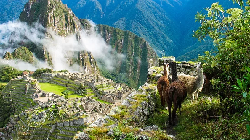 Llamas en las Montañas de Machu Picchu