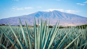 MT-40288 Fin de Semana en Tequila
