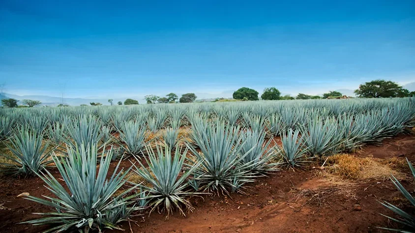 Guadalajara al completo visitando México con Mega Travel México