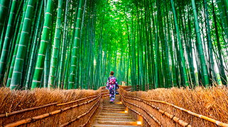 Bosque de bambu Bosque de bambu