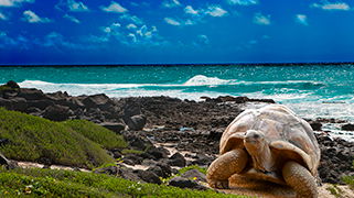 Paisaje Tropical en Galapagos Paisaje Tropical en Galapagos
