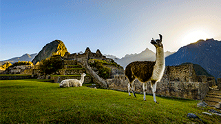machu.png machu.png