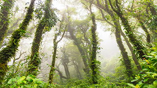 Bosque Volcan Maderas Bosque Volcan Maderas
