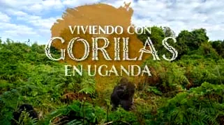 Viviendo con Gorilas en Uganda